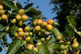 Attēlu rezultāti vaicājumam “Malus x zumi”