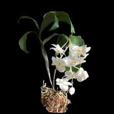 Attēlu rezultāti vaicājumam “Diderma montanum var. album stalked”