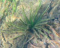 Attēlu rezultāti vaicājumam “Isoetes lacustris”