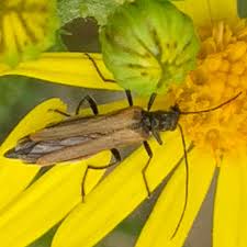 Attēlu rezultāti vaicājumam “Oedemera femorata”