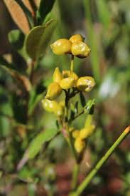 Attēlu rezultāti vaicājumam “Scheuchzeria palustris flower”