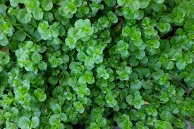 Image result for Lysimachia nummularia