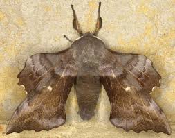 Attēlu rezultāti vaicājumam “Laothoe populi”