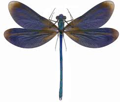 Attēlu rezultāti vaicājumam “Calopteryx virgo male”