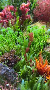 Attēlu rezultāti vaicājumam “Lycogala botrydium macro”