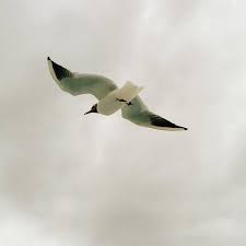 Attēlu rezultāti vaicājumam “Larus ridibundus”