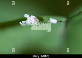 Attēlu rezultāti vaicājumam “Eriocampa ovata larva”