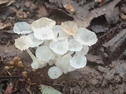 Attēlu rezultāti vaicājumam “Symphytocarpus flaccidus plasmodium”