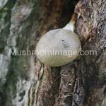 Attēlu rezultāti vaicājumam “Lycogala flavofuscum”