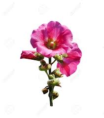 Attēlu rezultāti vaicājumam “Alcea rosea bud”