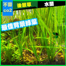 「水蘭」的圖片搜尋結果