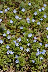 Attēlu rezultāti vaicājumam “Veronica persica leaf”