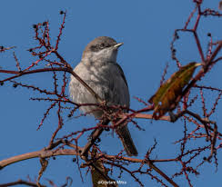 Attēlu rezultāti vaicājumam “Sylvia curruca adult”