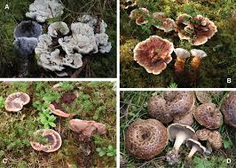 Attēlu rezultāti vaicājumam “Hydnellum sp.”