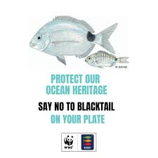 Image result for Diplodus capensis