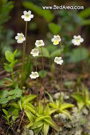Attēlu rezultāti vaicājumam “Pinguicula alpina”