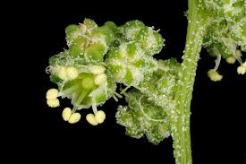 Attēlu rezultāti vaicājumam “Chenopodium album flower”