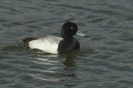 Image result for Aythya marila