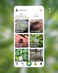 Attēlu rezultāti vaicājumam “Polycephalomyces tomentosus”