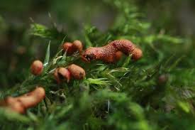 Attēlu rezultāti vaicājumam “Willkommlangea reticulata macro”