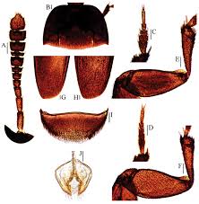 Attēlu rezultāti vaicājumam “Leiodidae”