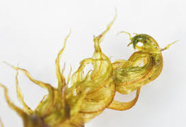 Attēlu rezultāti vaicājumam “Palustriella falcata”