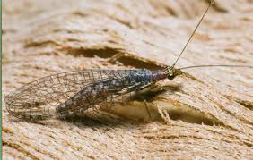 Attēlu rezultāti vaicājumam “Neuroptera”