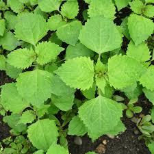 Attēlu rezultāti vaicājumam “Galinsoga quadriradiata leaf”