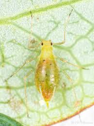 Attēlu rezultāti vaicājumam “Acyrthosiphon”