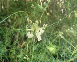 Attēlu rezultāti vaicājumam “Allium oleraceum flower”