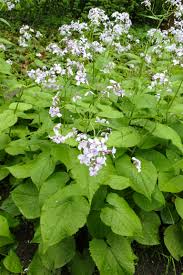 Attēlu rezultāti vaicājumam “Lunaria rediviva”