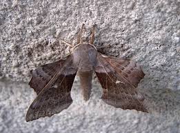 Attēlu rezultāti vaicājumam “Laothoe amurensis”