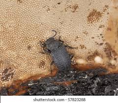 Attēlu rezultāti vaicājumam “Bolitophagus reticulatus imago”