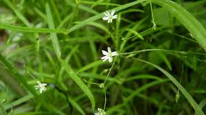 Attēlu rezultāti vaicājumam “Stellaria longifolia leaf”