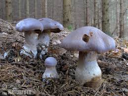Attēlu rezultāti vaicājumam “Cortinarius traganus”