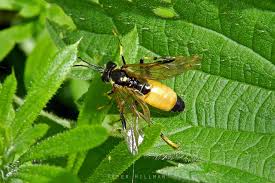 Attēlu rezultāti vaicājumam “Tenthredo scrophulariae exuvia”