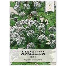 Attēlu rezultāti vaicājumam “Angelica archangelica”