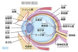 「烏頭みこと」の画像検索結果