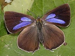 Attēlu rezultāti vaicājumam “Favonius quercus underside”