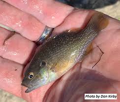 Image result for Lepomis cyanellus
