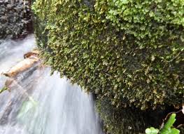 Attēlu rezultāti vaicājumam “Platyhypnidium riparioides”