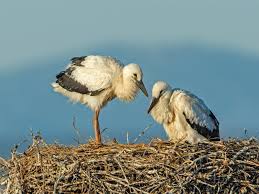 Attēlu rezultāti vaicājumam “Ciconia ciconia juvenile”