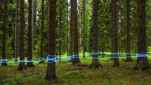 Image result for лес,