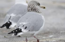 Attēlu rezultāti vaicājumam “Larus canus adult”