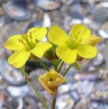 Attēlu rezultāti vaicājumam “Diplotaxis muralis flower”