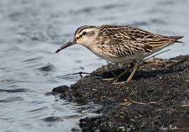 Attēlu rezultāti vaicājumam “Calidris falcinellus”