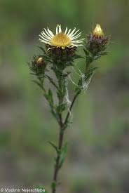 Attēlu rezultāti vaicājumam “Carlina vulgaris”