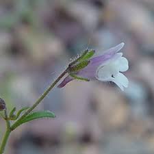 Attēlu rezultāti vaicājumam “Microrrhinum minus”