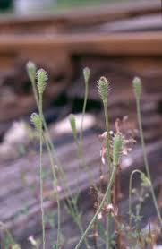 Attēlu rezultāti vaicājumam “Papaver argemone bud”