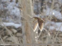 Attēlu rezultāti vaicājumam “Scolopax rusticola”